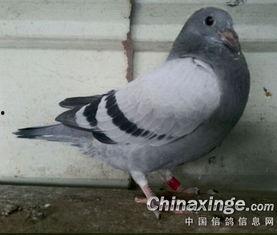 鸽子睡醒了爆料视频,鸽子睡醒后惊人一幕，网友直呼不可思议！